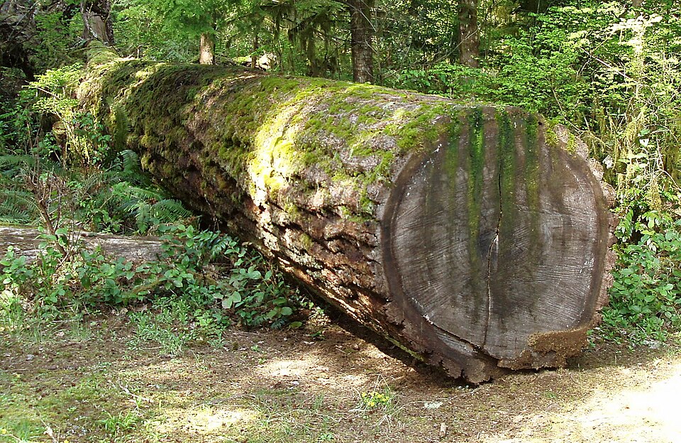 Fallen nurse log inside Rockport State Park old-growth forest